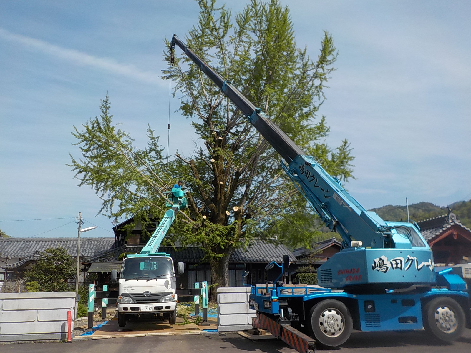 山県市K祥寺様イチョウ強剪定 | 株式会社大鹿造園土木
