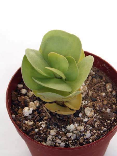 モロキニエンシス