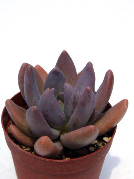 紫麗殿（しれいでん）