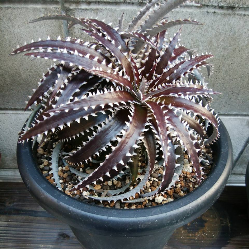 ディッキア・アリゾナ（Dyckia 'Arizona'） | Dyckia Maniax
