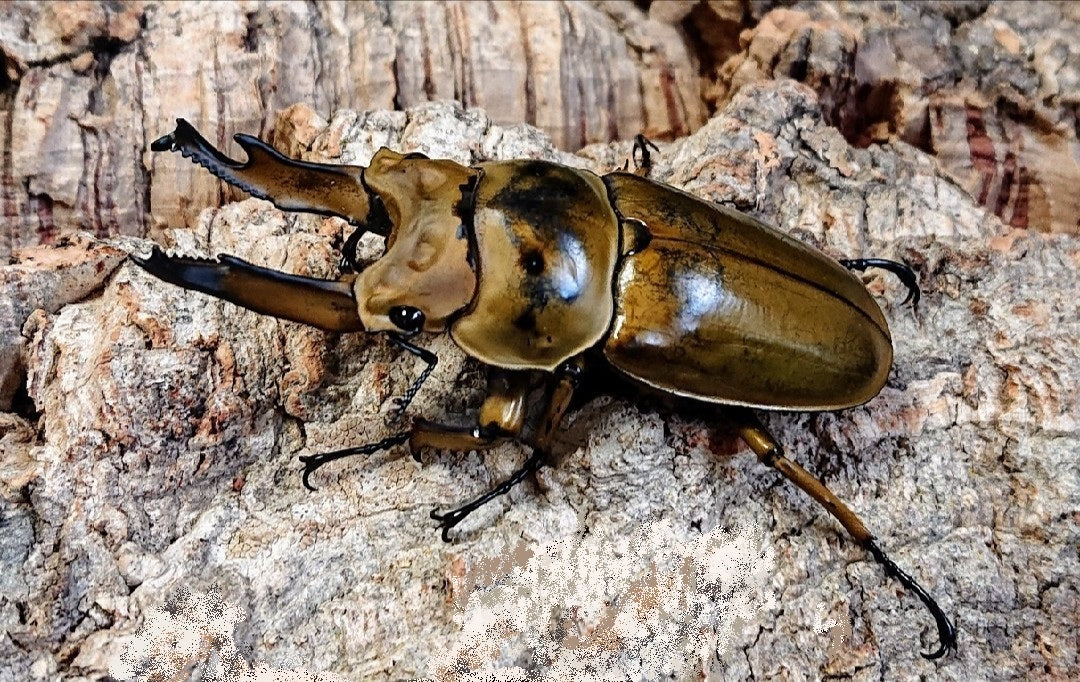 タイ産オウゴンオニクワガタssp. – タグ 