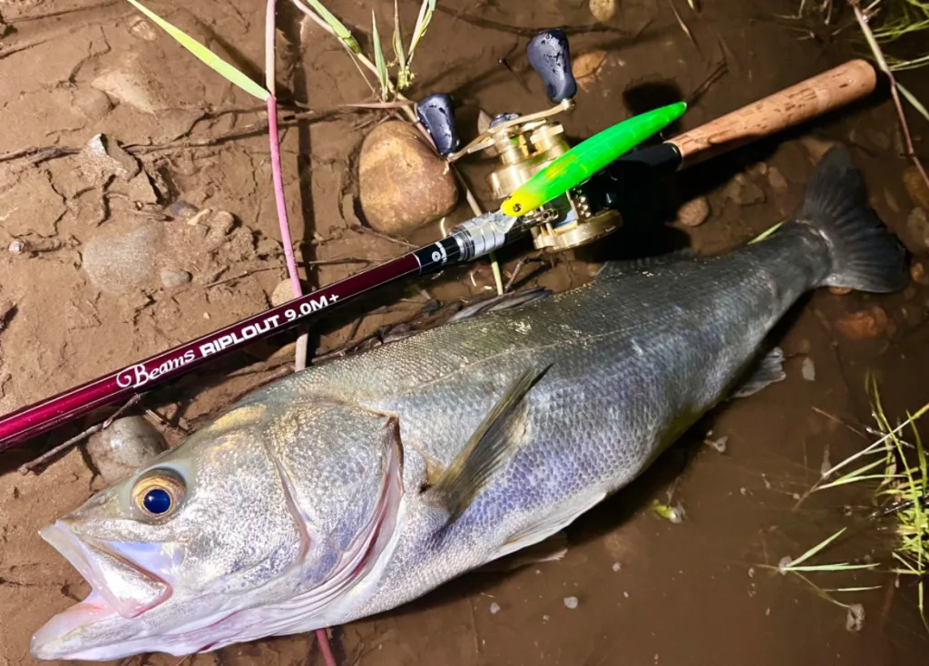 新商品発表】「Beams RIPLOUT9.0M+（ビームスリプラウト）」あの名竿