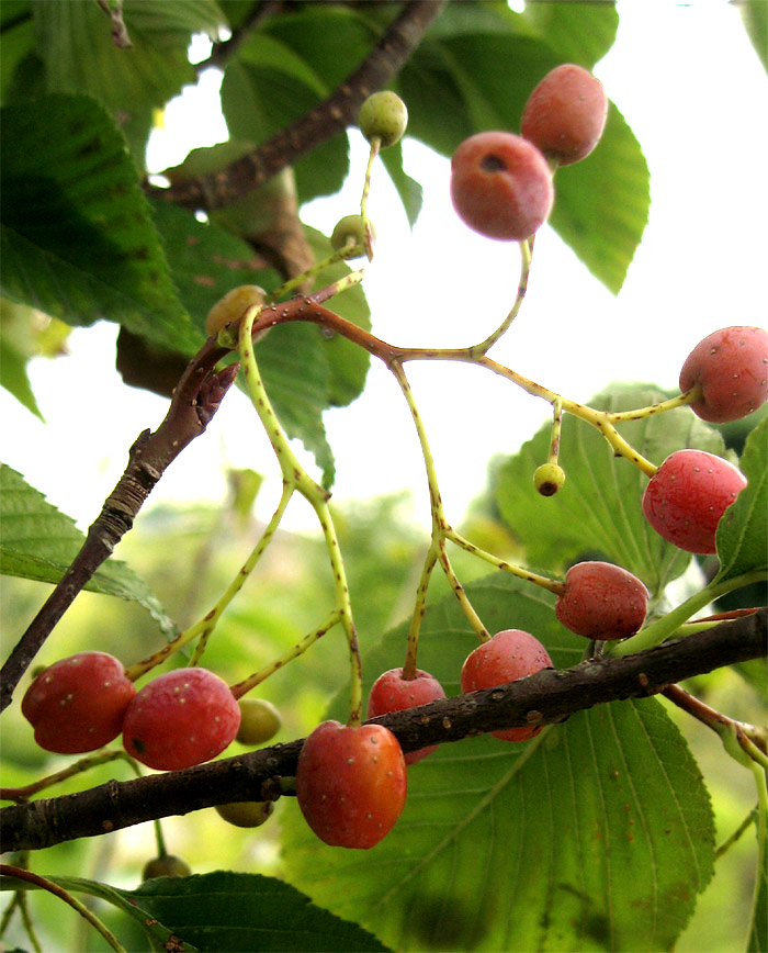 山採り自然樹形のアズキナシ販売 那珂市秋元園芸