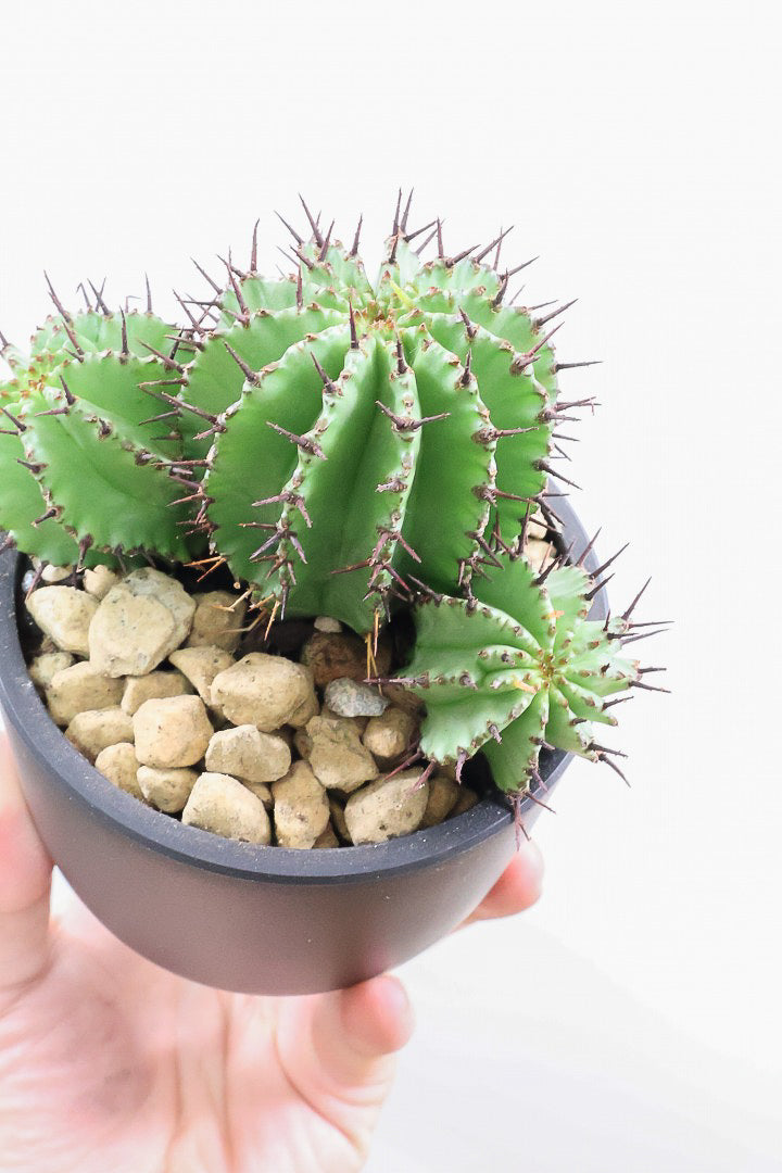 ユーフォルビア ポリゴナPP60734| 観葉植物の通信販売 | APEGO(アペーゴ)