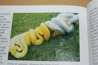 動植物関連書籍 ＞ 爬虫類 ＞ ヘビ ＞ ボア・パイソン ＞ 更に完璧な