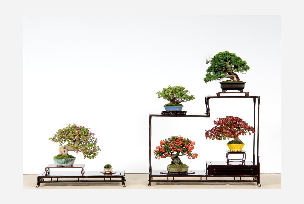 盆栽宇宙 - Shigeru Masuda