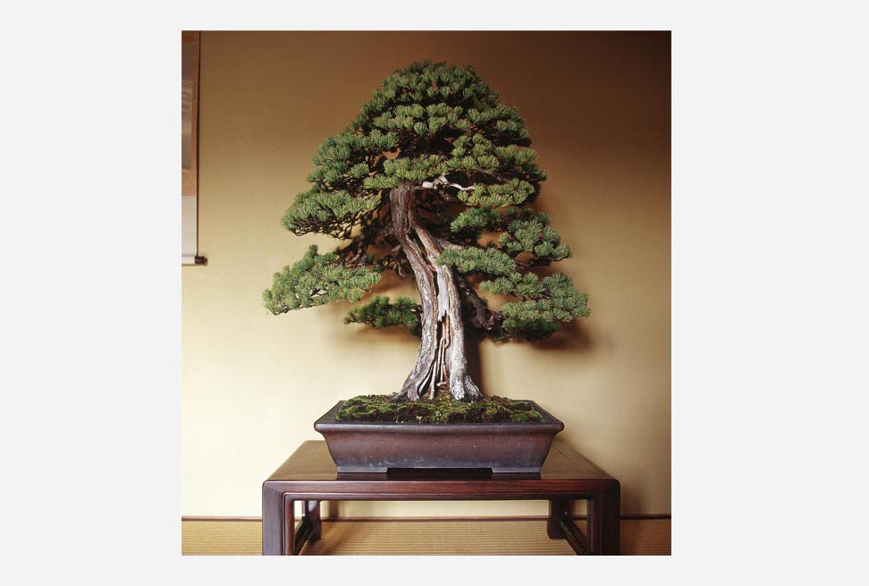 盆栽宇宙 - Shigeru Masuda