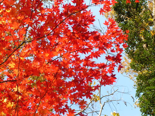 カエデ科カエデ属オオモミジ，学名：Acer amoenum