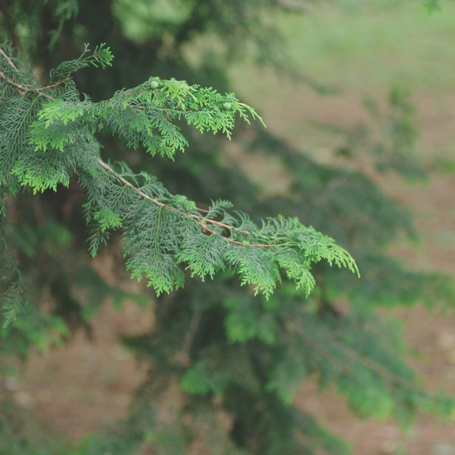 森の樹木図鑑 ヒノキ ｜きこりんの森