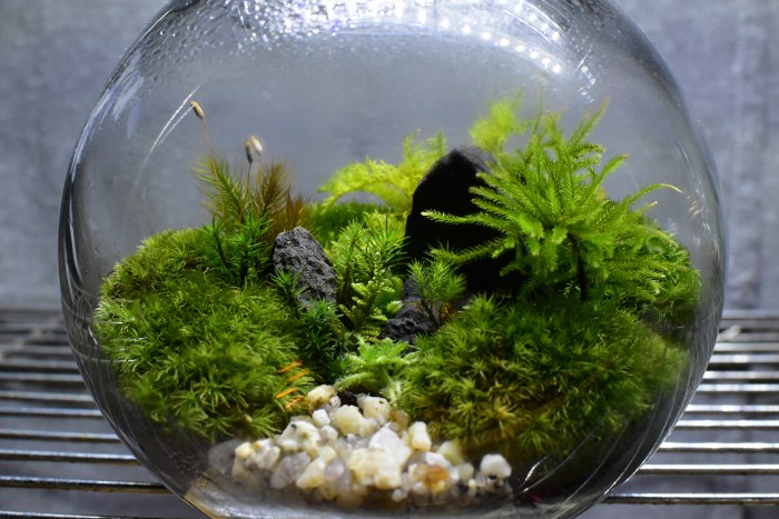 苔テラリウム新作 | 那須 苔屋のブログ