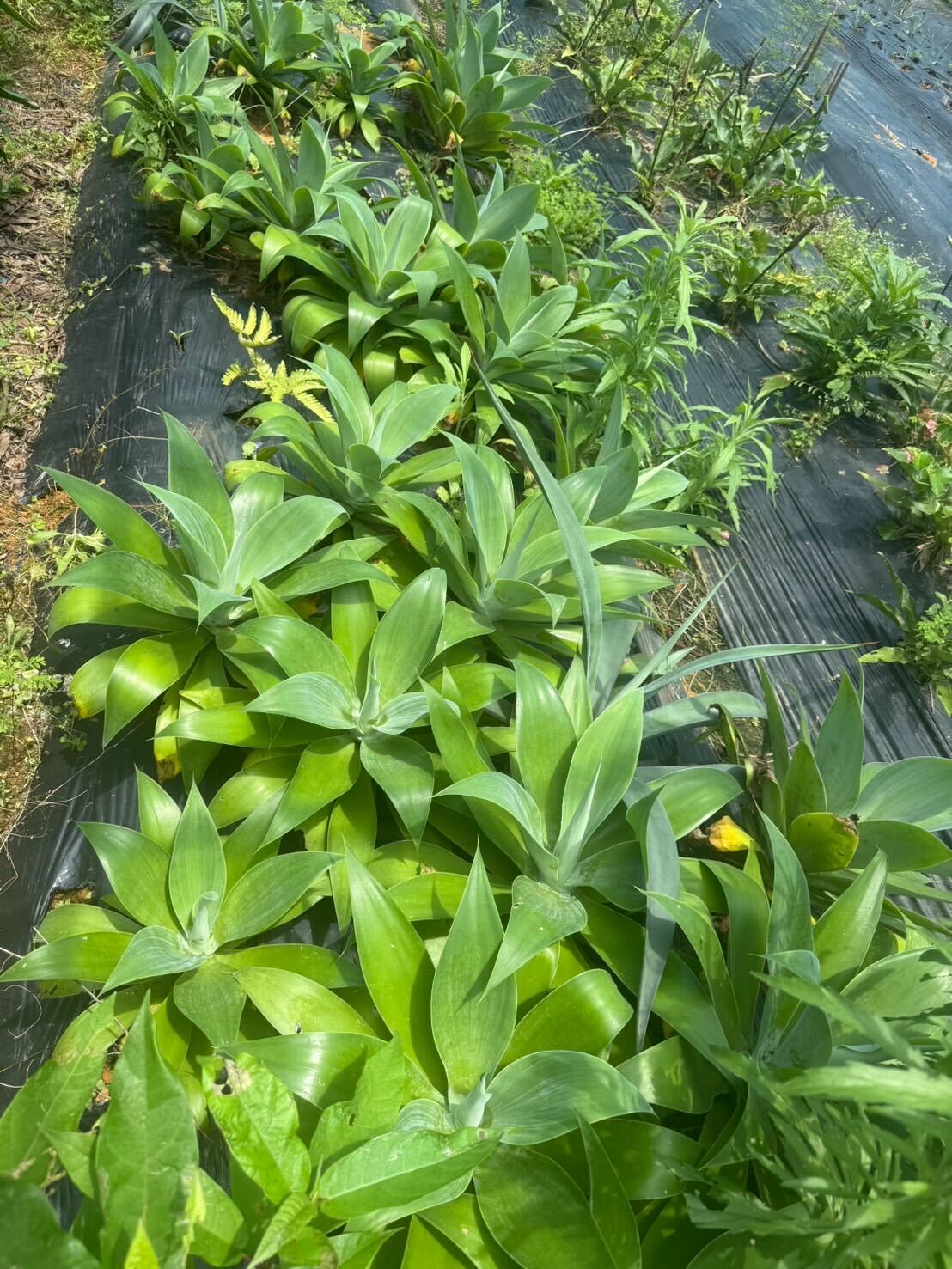 アガベ アテナータ – LAND KNOT PLANTS