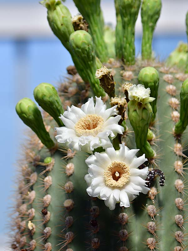 ベンケイチュウ(カルネギア・ギガンテア)ｰCarnegiea giganteaｰ