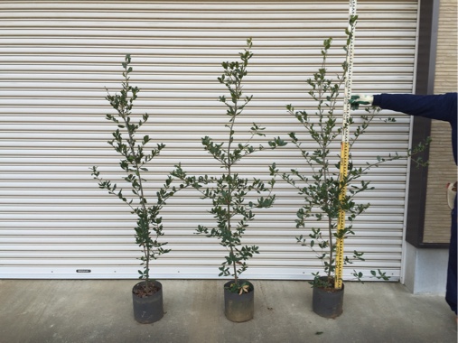 期間限定商品》ウバメガシ H1.2m〜1.5m 20c地中ポット 1,500本を在庫表