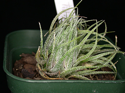 Tillandsia sprengeliana
