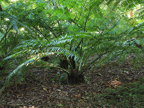 リュウビンタイ Angiopteris