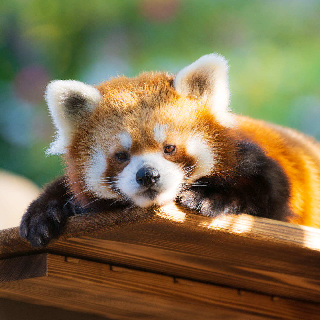 RED PANDA Ⅱ – SUZUHIRO TAKADA
