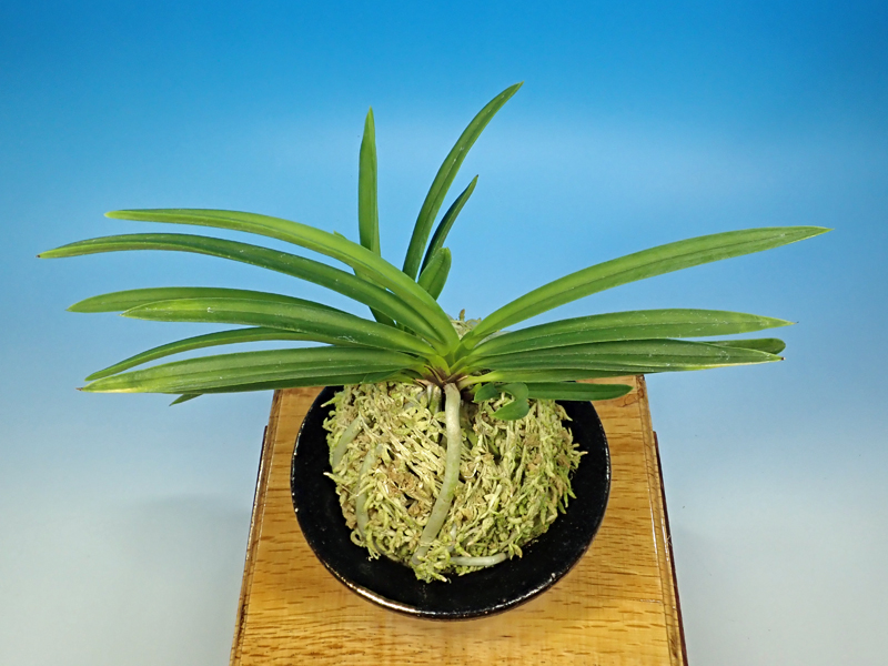 1－23 湖東錦（縞） - 野村風蘭研究室（佳風庵）