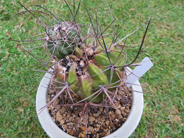 フェロックス栽培記録