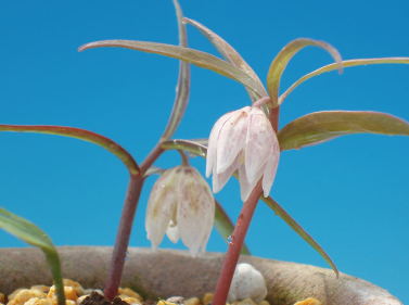 コバイモの異常: 彩の華日記