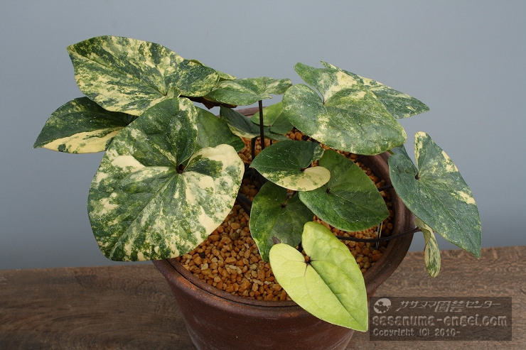 斑入りカンアオイ展を開催します。|雪割草・山野草・園芸資材の