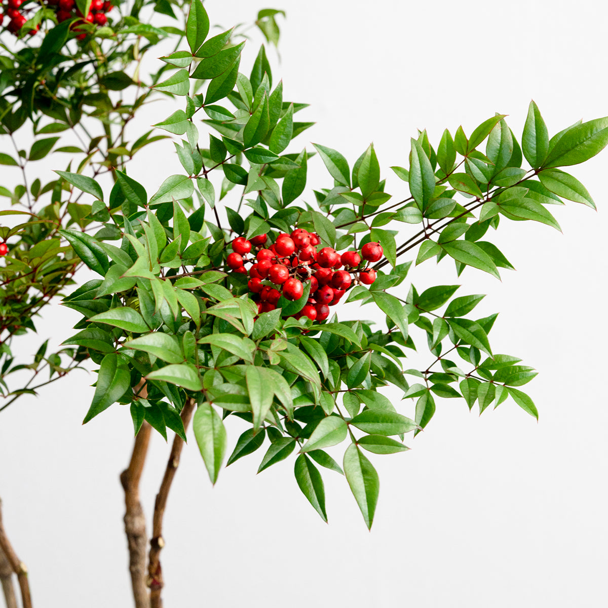 DSC09805-2-21.jpg?v=1734936114