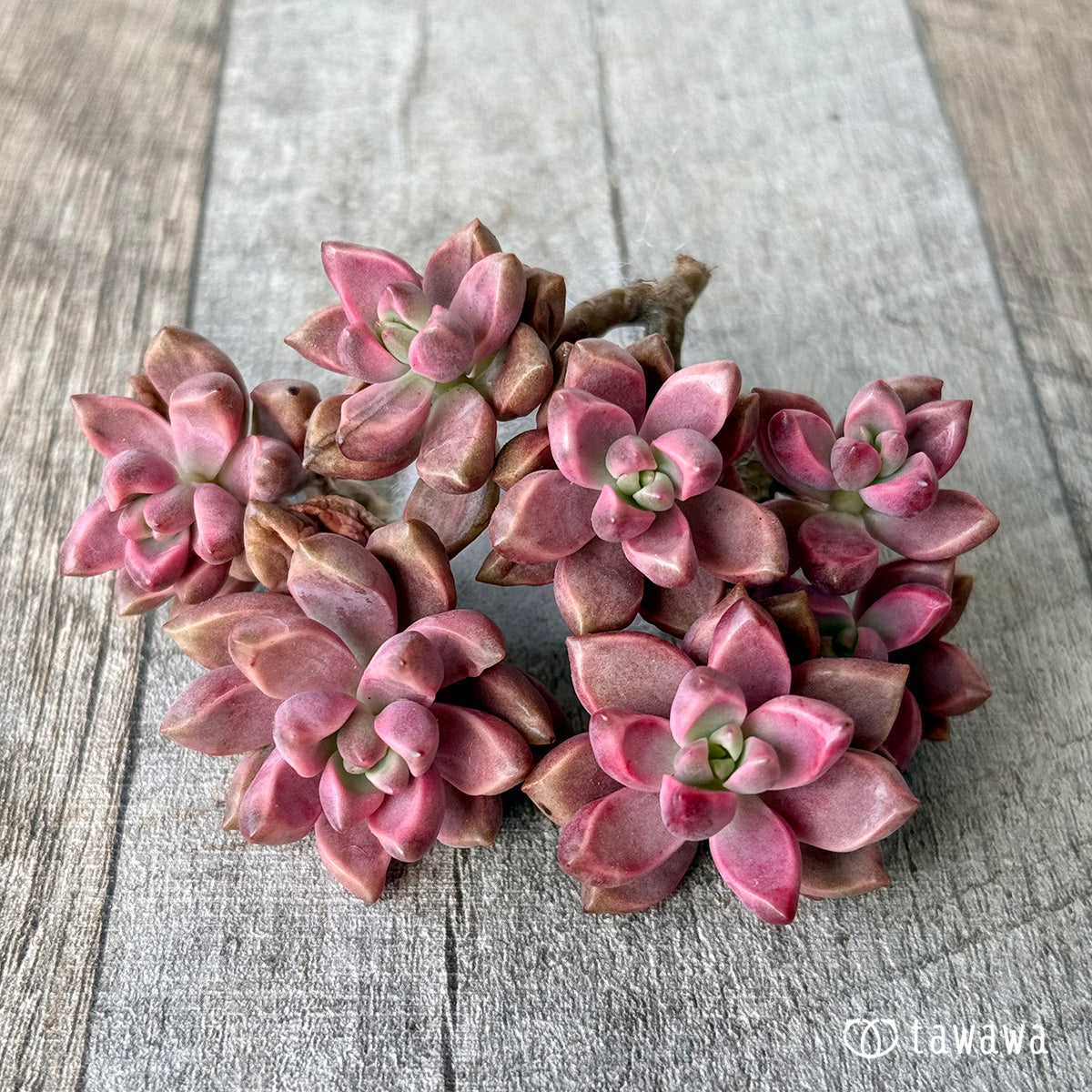 ブロンズ姫錦（双頭苗） – 多肉植物の通販・販売サイト tawawa