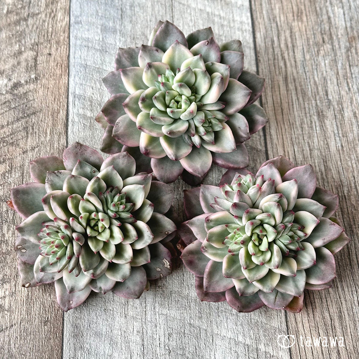 グリーンエメラルド錦 – 多肉植物の通販・販売サイト tawawa