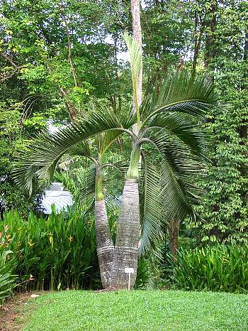トックリヤシ: シンガポール熱帯植物だより＋あるふぁ