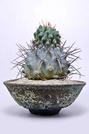 アストロフィツム 王冠瑠璃兜 | 叢 – くさむら – Qusamura