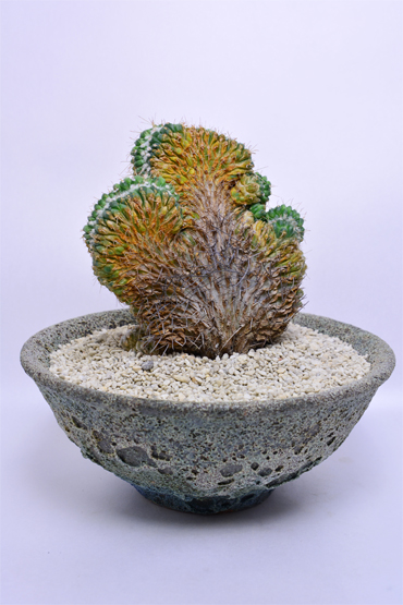 マミラリア 白竜丸綴化 | 叢 – くさむら – Qusamura