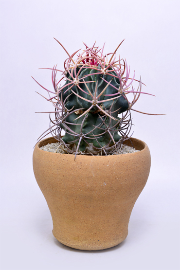 50/50 エキノカクタス 大竜冠 | 叢 – くさむら – Qusamura