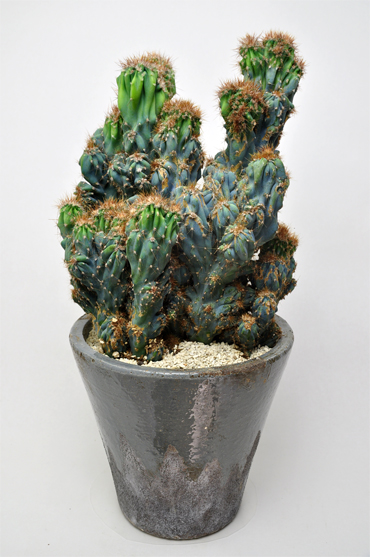 岩石獅子 | 叢 – くさむら – Qusamura