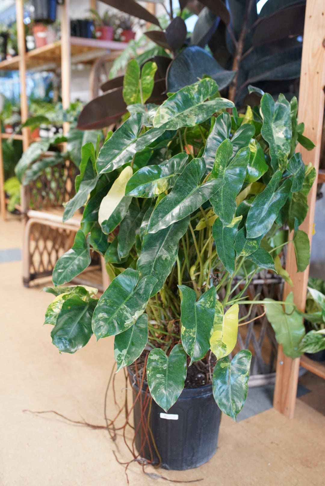 Philodendron Burle Marx Variegated – Ruby Flora Plant Shop
