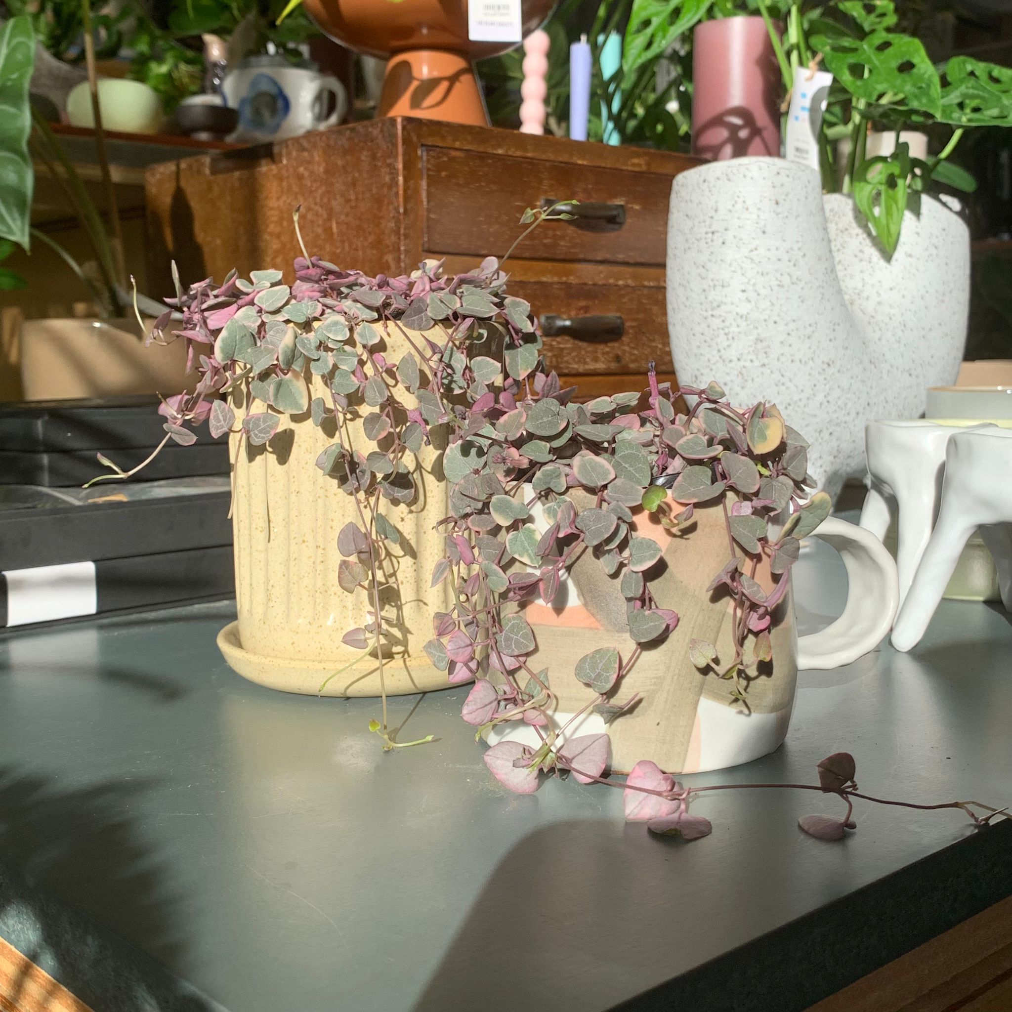 Heart vine ハートカズラ I インドアプランツ I プラントソサエティ