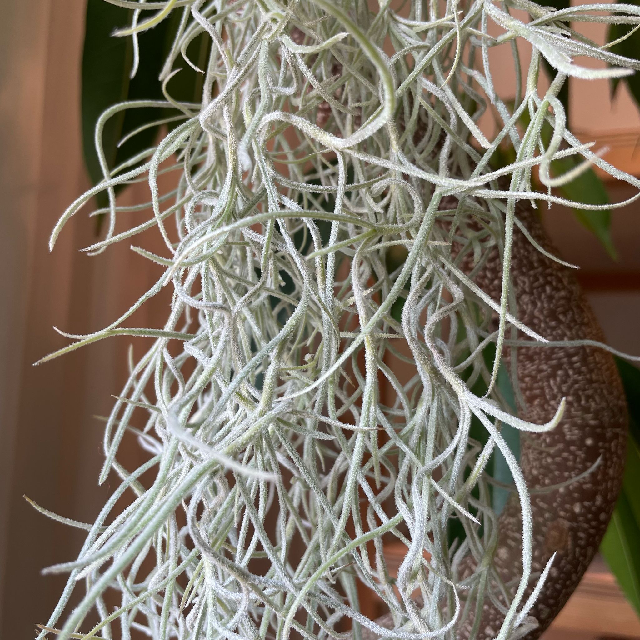 The_Plant_Society_77.jpg?v=