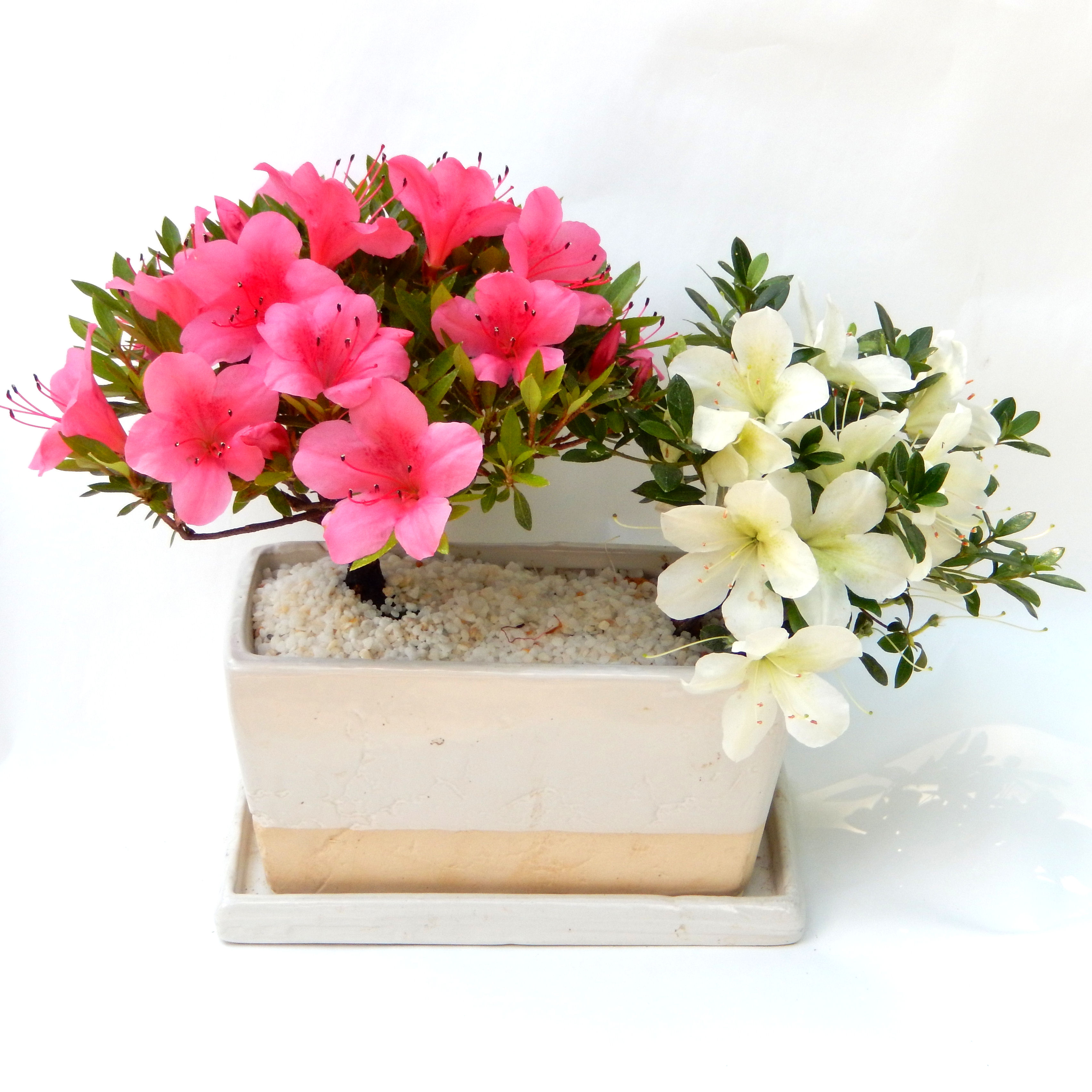 さつき,サツキ,皐月盆栽 3263