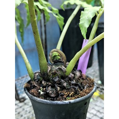 リュウビンタイ Angiopteris lygodiifolia 鹿児島県産 【アクア