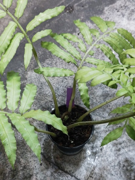 リュウビンタイ Angiopteris lygodiifolia 鹿児島県産 【アクア