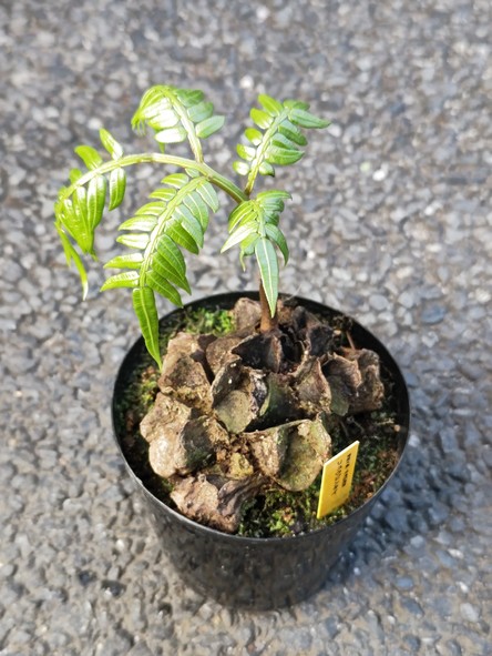 リュウビンタイ Angiopteris lygodiifolia 奄美大島産 【アクア