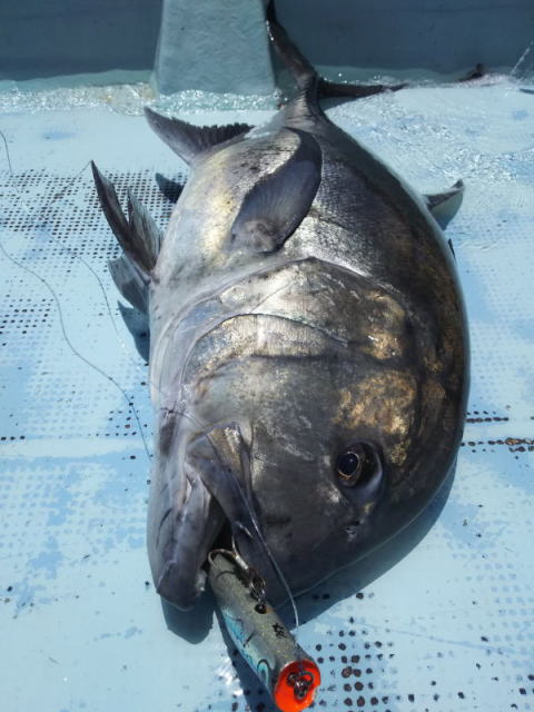 カーペンター ダムセル