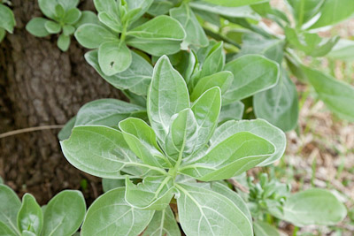 モンパノキはスゴい - 沖縄B級ポータル - DEEokinawa（でぃーおきなわ）