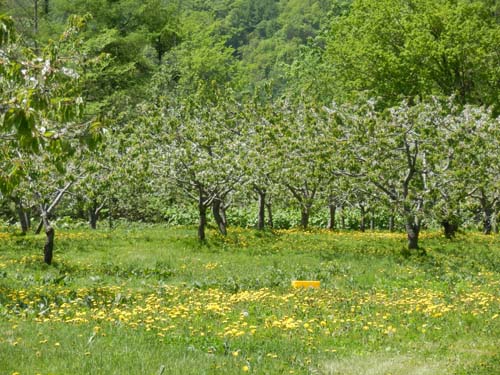 八剣山果樹園