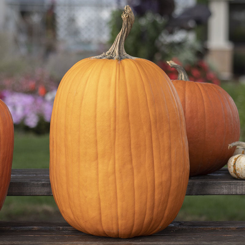 Pumpkin Howden Biggie Seed – Harris Seeds