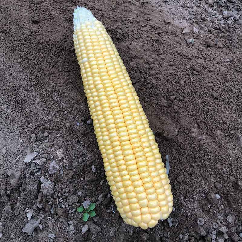 Sweet Corn Illini Xtra-Sweet F1 Seed – Harris Seeds