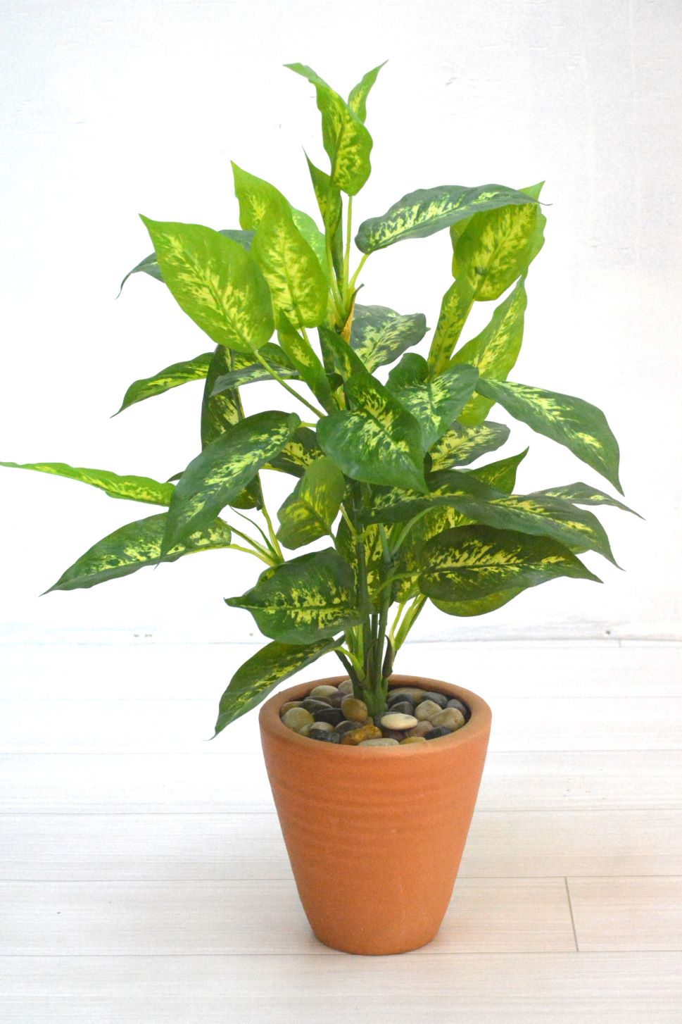 ディフェンバキア（1点物）