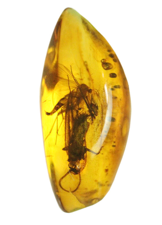 新着化石 虫入り琥珀化石 | 化石セブンの最新情報