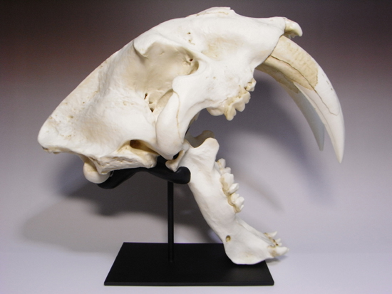 恐竜没後の百獣の王：サーベルタイガー（リアルカラーバージョン）の