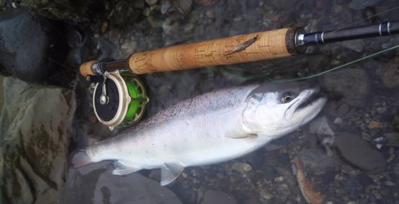 CNDスペイロッド