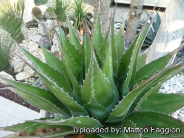 Agave_montana_27246_m.jpg