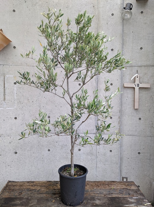 オリーブの木 【モライオロ】 (Powerdio Club)